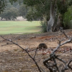 Tachyglossus aculeatus (Short-beaked Echidna) at Red Hill, ACT - 17 Jan 2020 by Ct1000