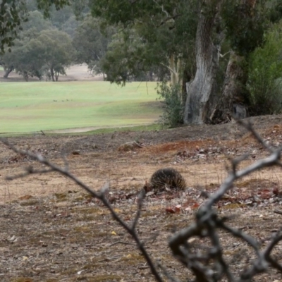 Tachyglossus aculeatus (Short-beaked Echidna) at Federal Golf Course - 17 Jan 2020 by Ct1000