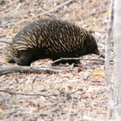 Tachyglossus aculeatus at Red Hill, ACT - 17 Jan 2020