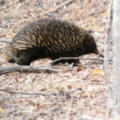 Tachyglossus aculeatus at Red Hill, ACT - 17 Jan 2020 05:49 PM