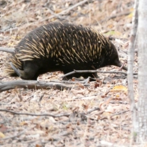 Tachyglossus aculeatus at Red Hill, ACT - 17 Jan 2020