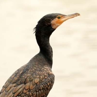 Phalacrocorax carbo (Great Cormorant) at Mount Ainslie to Black Mountain - 14 Jan 2020 by AlisonMilton