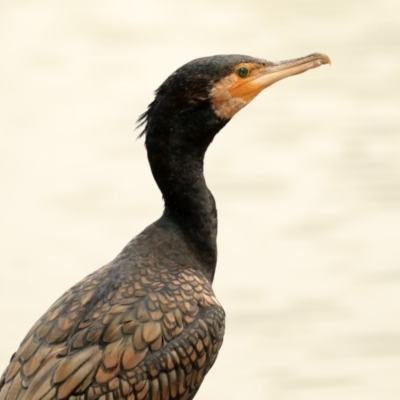 Phalacrocorax carbo (Great Cormorant) at Canberra, ACT - 14 Jan 2020 by AlisonMilton