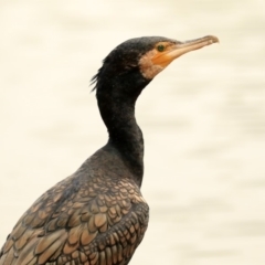 Phalacrocorax carbo (Great Cormorant) at Canberra, ACT - 14 Jan 2020 by Alison Milton