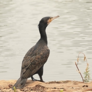 Phalacrocorax carbo at Canberra, ACT - 14 Jan 2020 01:26 PM