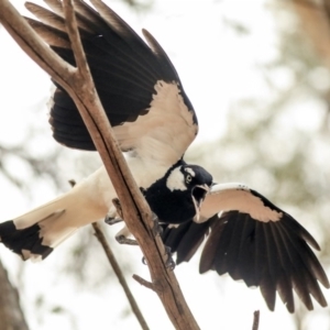 Grallina cyanoleuca at Parkes, ACT - 14 Jan 2020 12:29 PM