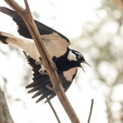 Grallina cyanoleuca at Parkes, ACT - 14 Jan 2020