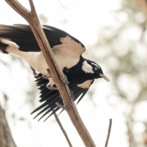 Grallina cyanoleuca at Parkes, ACT - 14 Jan 2020 12:29 PM