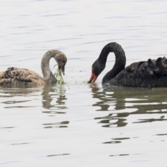 Cygnus atratus (Black Swan) at Mount Ainslie to Black Mountain - 14 Jan 2020 by AlisonMilton