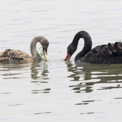 Cygnus atratus (Black Swan) at Parkes, ACT - 14 Jan 2020 by AlisonMilton