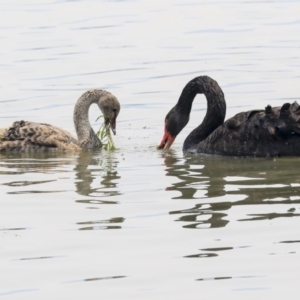 Cygnus atratus at Parkes, ACT - 14 Jan 2020