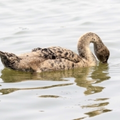 Cygnus atratus at Parkes, ACT - 14 Jan 2020