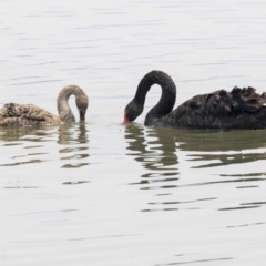 Cygnus atratus at Parkes, ACT - 14 Jan 2020