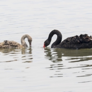 Cygnus atratus at Parkes, ACT - 14 Jan 2020