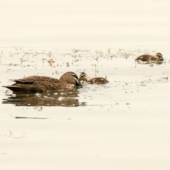 Anas superciliosa (Pacific Black Duck) at Commonwealth & Kings Parks - 14 Jan 2020 by AlisonMilton