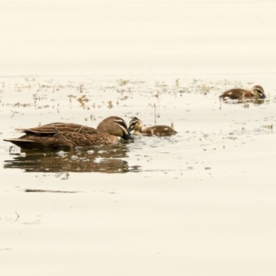 Anas superciliosa (Pacific Black Duck) at Mount Ainslie to Black Mountain - 14 Jan 2020 by AlisonMilton