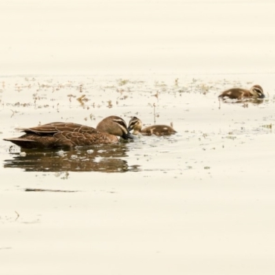 Anas superciliosa (Pacific Black Duck) at Parkes, ACT - 14 Jan 2020 by AlisonMilton