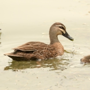 Anas superciliosa at Parkes, ACT - 14 Jan 2020