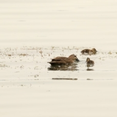 Anas superciliosa at Parkes, ACT - 14 Jan 2020