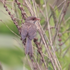 Malurus cyaneus (Superb Fairywren) at Mount Ainslie to Black Mountain - 14 Jan 2020 by AlisonMilton