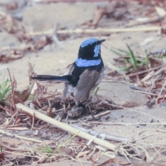 Malurus cyaneus at Canberra, ACT - 14 Jan 2020