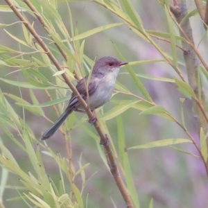 Malurus cyaneus at Canberra, ACT - 14 Jan 2020