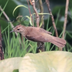 Acrocephalus australis (Australian Reed-Warbler) at Mount Ainslie to Black Mountain - 14 Jan 2020 by AlisonMilton