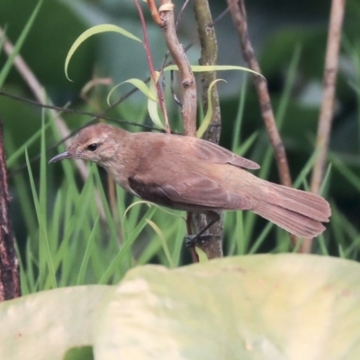 Acrocephalus australis (Australian Reed-Warbler) at Commonwealth & Kings Parks - 14 Jan 2020 by Alison Milton