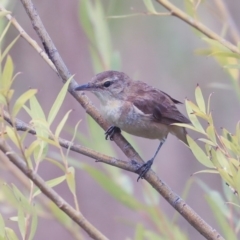 Acrocephalus australis at Canberra, ACT - 14 Jan 2020