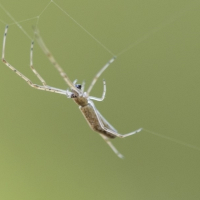 Tetragnatha sp. (genus) (Long-jawed spider) at Canberra, ACT - 14 Jan 2020 by AlisonMilton