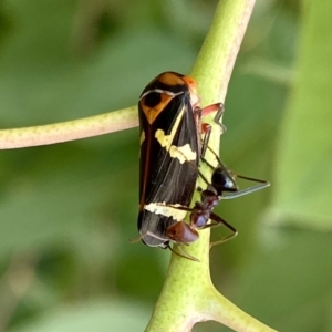 Eurymeloides pulchra at Parkes, ACT - 16 Jan 2020 12:14 PM