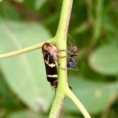 Eurymeloides pulchra at Parkes, ACT - 16 Jan 2020 12:14 PM