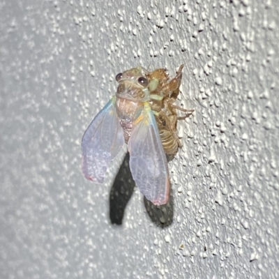 Galanga labeculata (Double-spotted cicada) at O'Connor, ACT - 30 Dec 2019 by AndrewCB