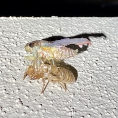 Galanga labeculata at O'Connor, ACT - 30 Dec 2019 10:06 PM