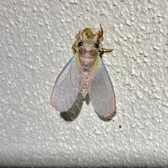 Galanga labeculata at O'Connor, ACT - 30 Dec 2019 10:06 PM