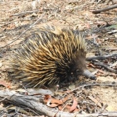 Tachyglossus aculeatus (Short-beaked Echidna) at Manton, NSW - 18 Jan 2020 by shoko