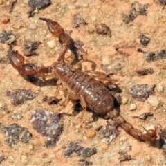 Urodacus manicatus (Black Rock Scorpion) at Bruce Ridge to Gossan Hill - 18 Jan 2020 by JohnBundock