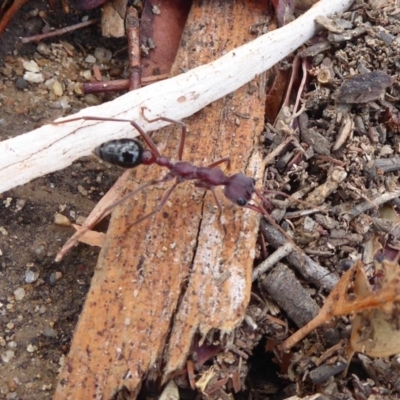 Myrmecia simillima (A Bull Ant) at Gigerline Nature Reserve - 16 Jan 2020 by Christine