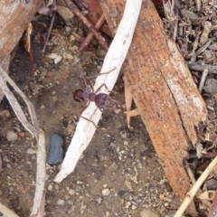 Myrmecia simillima at Tennent, ACT - 17 Jan 2020