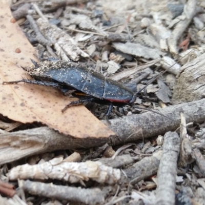 Platyzosteria similis (Red-legged litter runner) at Yass River, NSW - 18 Jan 2020 by SenexRugosus