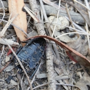 Platyzosteria similis at Yass River, NSW - 18 Jan 2020