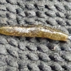 Limacus flavus (Yellow Cellar Slug) at Isaacs, ACT - 13 Dec 2019 by galah681