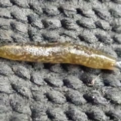 Limacus flavus (Yellow Cellar Slug) at Isaacs, ACT - 12 Dec 2019 by galah681