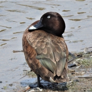 Aythya australis at Casey, ACT - 18 Jan 2020