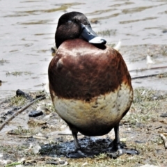 Aythya australis at Casey, ACT - 18 Jan 2020