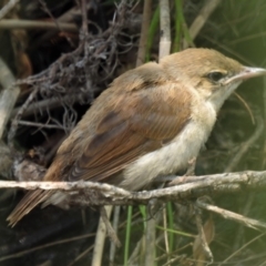 Acrocephalus australis (Australian Reed-Warbler) at Casey, ACT - 18 Jan 2020 by JohnBundock