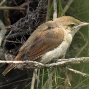 Acrocephalus australis at Casey, ACT - 18 Jan 2020 12:30 PM