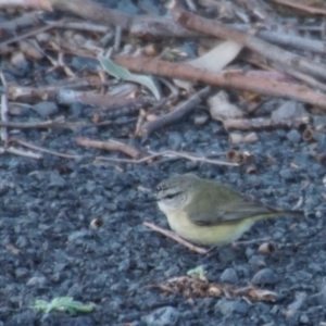 Acanthiza chrysorrhoa at Berry, NSW - 12 Aug 2017 07:32 PM