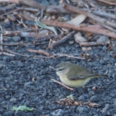 Acanthiza chrysorrhoa (Yellow-rumped Thornbill) at Seven Mile Beach National Park - 12 Aug 2017 by gerringongTB