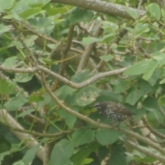 Sturnus vulgaris (Common Starling) at Seven Mile Beach National Park - 1 Mar 2018 by gerringongTB